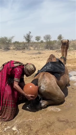 المرأة تسقي الجمل في قلب الصحراء بلحظة نادرة 🐪#الحياة_البدوية #الطبيعة #رمال #مغامرة #camel