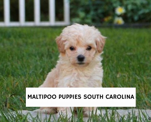 4 Best Maltipoo Breeders in South Carolina! - We Love Doodles