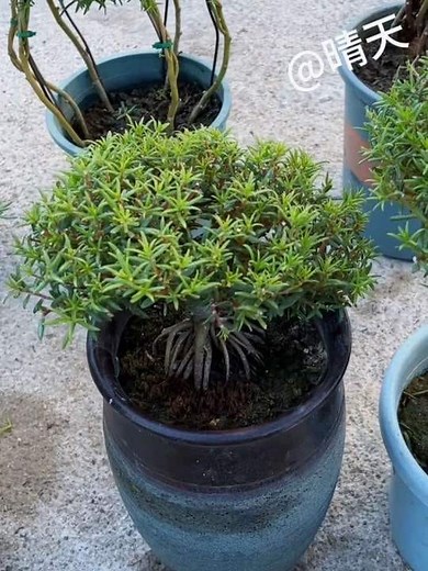 3.3M views · 54K reactions | 太阳花辫子造型～来喽 一直在修剪打顶的路上…养花好玩～造型弄一弄，高级感满满… #花造型 #太阳花 #太阳花辫子造型 #太阳花造型 #花卉绿植 #养花乐趣 #种植小技巧 #家庭养花 #花园高级感 | 花草植物小技巧Tips for plants&flowers | Facebook