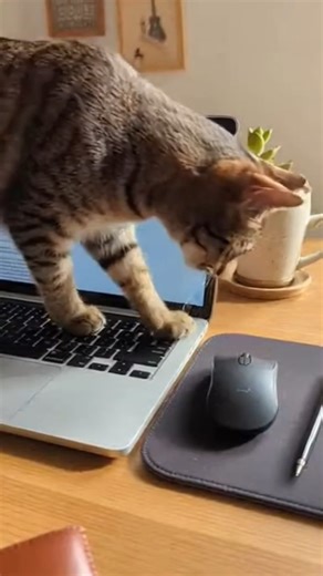 Laptop vs Cat 😼💻\r #OfficeCat #CatProblems #FunnyPets #CatOwnersLife #PetReels