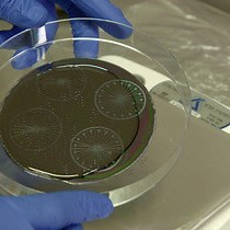 Video: A Microfluidic Model of Biomimetically Breathing Pulmonary Acinar Airways
