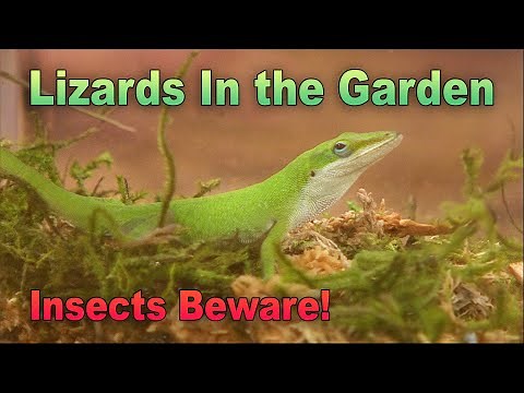 Inviting Lizards into Your Garden: A Guide to Creating a Habitat