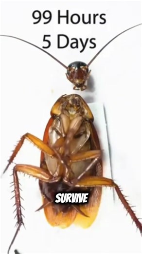 Why Cockroaches Might Inherit the Earth 🌍🪳
