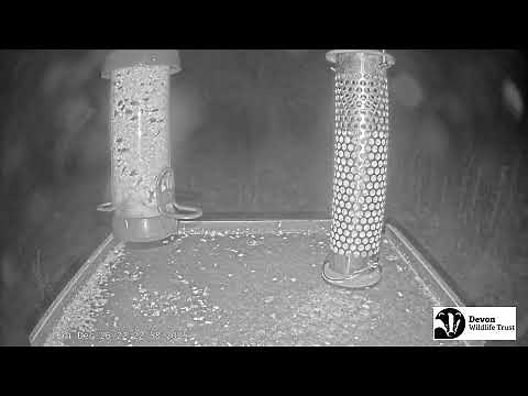 LIVE Birdfeeder camera in Devon - Birds and woodland wildlife