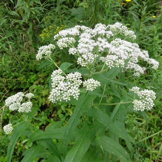 Boneset Live Plant: Native North American Perennial (3.5 Inch Pot) - Etsy