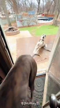 🤣 Sliding Funny Dogs – Hilarious Dog Fails You’ll Love!