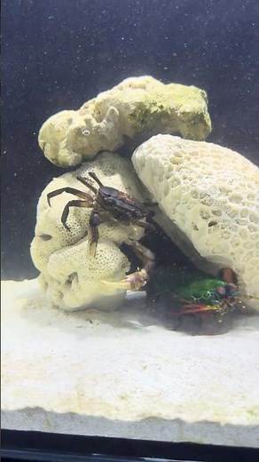 Mantis Shrimp Attacks with Lightning Speed ⚡️🔥