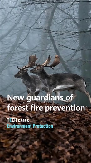 Tech Aids Forest Fire Rescue Teams