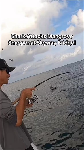 Shark attacks mangrove snapper at Skyway fishing pier! #tampabay #snapperfishing #deepseafishing #offshorefishing | Groupermvp