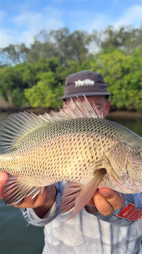 Catching a 10-Pound Mangrove Jack: My Epic Fishing Story