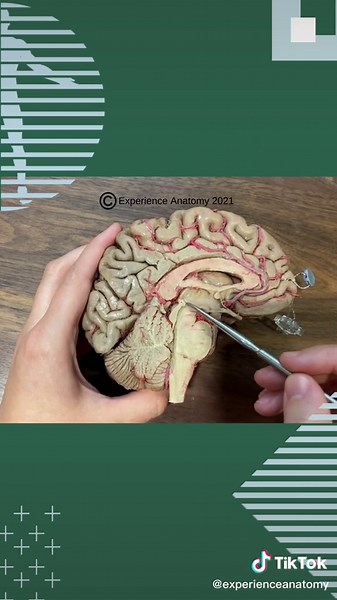 The CSF is constantly being produced and is completely replaced every 6-8 hours. #anatomy #anatomylesson #csf