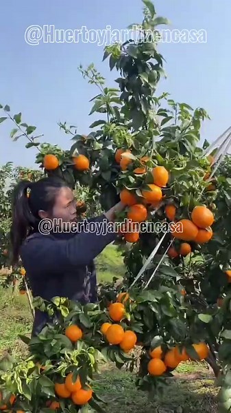 😱¡Increíble! Este Fertilizante Casero Hizo Florecer mi Árbol Frutal en Maceta🍊🍋 #jardin #jardineria #frutas #arbolesfrutales #cultivo #jardines #plantas #verduras #huerto #jardinero #frutales #frutasfrescas