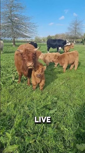 Why Are These Tiny Fluffy Cows So Popular?