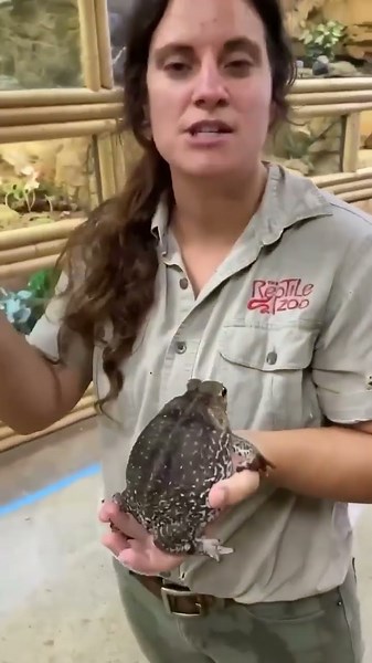 The cane toad 🐸 is a fascinating yet dangerous amphibian with some incredible survival adaptations🤯