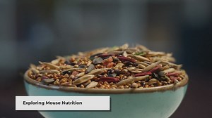 The Best Food for Pet Mice: A Comprehensive Guide