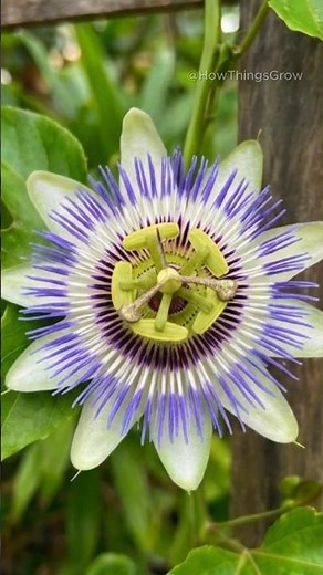 How Passion Fruit Actually Grows 🌿