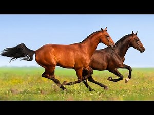som dos cavalos correndo som de cavalos cavalos selvagens