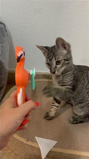 No me gusta este ventilador gatito 🐱