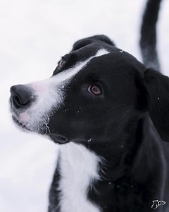 554K views · 10K reactions | Join our community of pet lovers on Facebook! Learn more about pet health and wellness tips that can help you take better care of your pets. | My Happy Pet Worldwide | Facebook