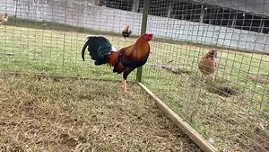 124K views · 425 shares | Barnett Farm del criador Bruce Jonás Barnett en Nuvoo, Alabama. #Tour2019 #VictorSilva | American and Mexican Roosters Breeders - Victor Silva | Facebook
