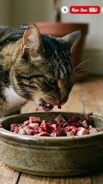 Your House Cat Shares DNA With a TIGER?! #catsworld Crazy Facts About Cats