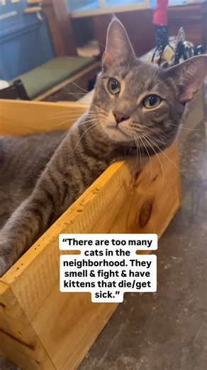 7K views · 86 reactions | Spaying and neutering both your cats and...