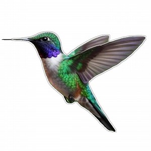 Printable Hummingbird Sticker - Etsy Canada