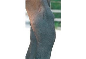 Common horse leg problems: all you need to know about curbs