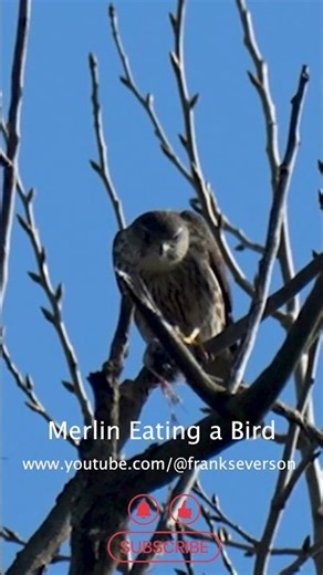 Merlin Eats Bird #birdlovers #birdsofprey #birdsofyoutube #merlin #birds