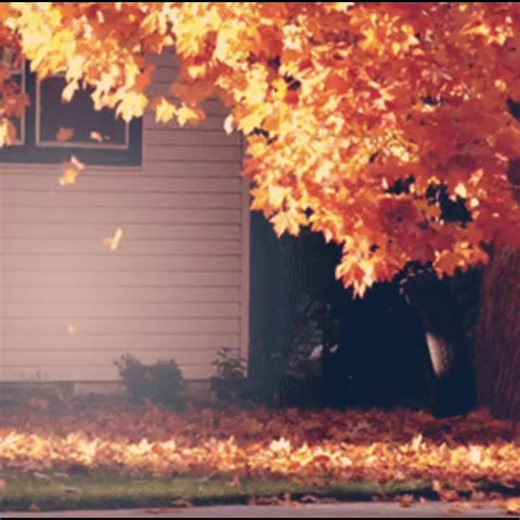 Embracing Fall Aesthetic: GIFs and Vibes