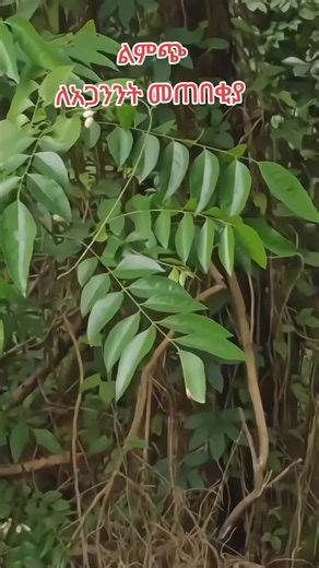 ፍካሬ ጥበብ (@fkare_tbeb)’s videos with original sound - ፍካሬ ጥበብ