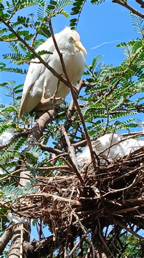 Father Bird looks on as Mother Bird is laying Eggs#nest#motherbird #wild#nestwatch#birdmom#wildnest