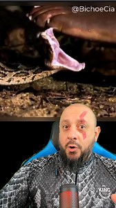 400K views · 10K reactions | Víboras #animais #natureza #bio #biologia #biologo #biologa #biologicas #ciência #animal #zoo #zoologia #ecologia #bichos #bicho #vocesabia #curiosidades #explorar #biologohenrique #faunasilvestre #meioambiente | Biólogo Henrique o Biólogo das Cobras | Facebook