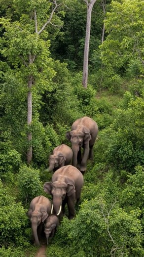 Elephant in the forest || Elephant group || #elephant #shorts #trending #trendingshorts #viral