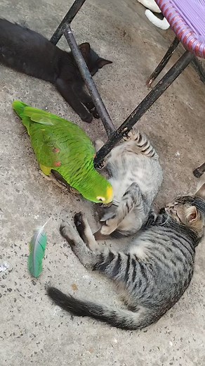 3K reactions · 158 shares | #bichinhodeestimacaopapagaio# #psitacideos #catsfacebook | Raimundo Batista | Facebook