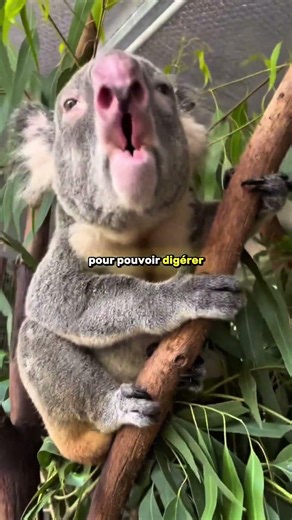 Partie 2 Les animaux les plus absurdes de la nature🐾#Animaux #FaitsSurprenant #DocumentaireAnimalier