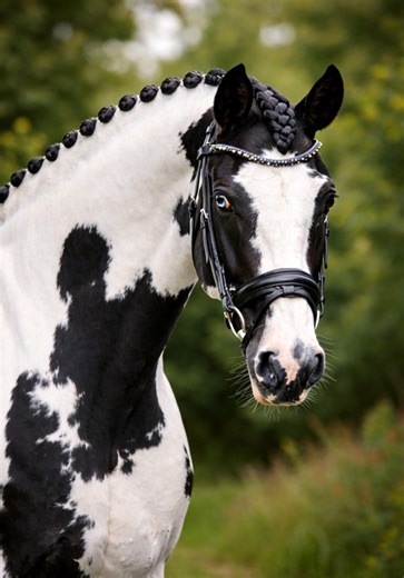 Bold contrast, calm confidence. This eye-catching horse shows off a stunning coat pattern and a beautifully braided mane, radiating strength and elegance all at once. Proof that true beauty lies in the details — and presence speaks louder than words. #BlackAndWhiteBeauty #EquineElegance #HorsePortrait #SpottedHorse #EquestrianStyle #MajesticHorse #HorseLovers #ClassicEquine | Horse Grapevine