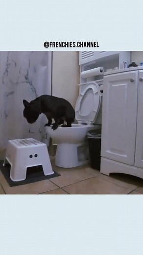 Well-trained frenchie uses the toilet! #frenchbulldogpuppy #frenchiepuppy #frenchbulldogstuff #frenchies #frenchbulldog #doglover #frenchiesoftiktok #dogsoftiktok #dog #frenchie