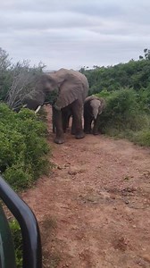 609K views · 10K reactions | An elephant sighting at Kariega is always a highlight of any game drive. We are very blessed to have such relaxed elephants that allow for an intimate look into their special nature. #nature #wildlife #safari #southafrica #gardenroute #elephant #special #memories #kariegagamereserve | Kariega Game Reserve | Facebook