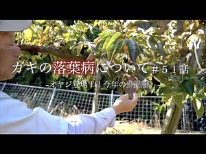 【柿の病気！失敗談！】カキ落葉病の蔓延〜原因、対策、結果〜｜病害虫最新グッズ｜オヤジ講座｜農家の一日。