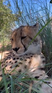 8K views · 1.4K reactions |  Do you remember Pearl, one of Ariel’s cubs? ✨ She’s still a youngster, but her charm is undeniable! From purring softly to lounging in the green grass, Pearl knows how to melt hearts.  Her playful spirit and gentle nature are a joy to witness—she truly is a little treasure of the wild.  What’s your favorite moment of this cutie? Let us know below! ⬇️ #cheetah #babyanimals #animalconservation | Cheetah Experience | Facebook