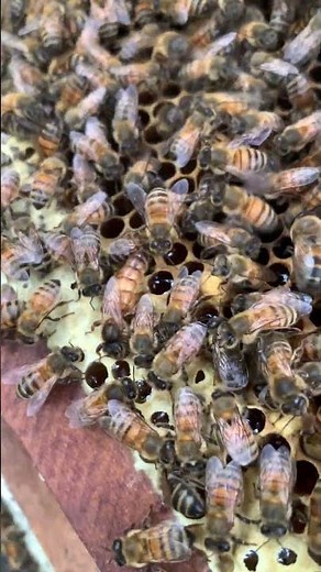 Queen Bee Birth 🐝 | A Rare Hive Moment