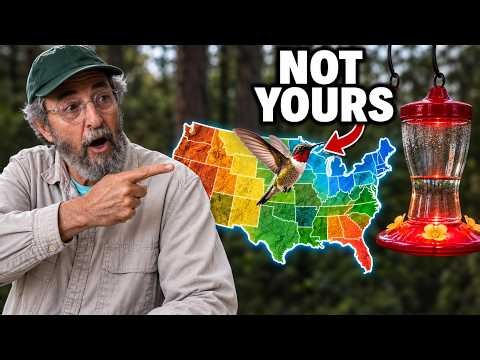 What Your Hummingbirds Are Doing Right Now, State by State