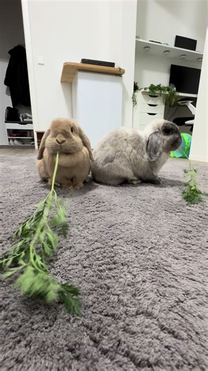 Fast and Fun: Bunnies Enjoying Their Snacks