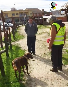 43M views · 1M reactions | Esta perrita argentina no sabía que estaba por ver a su papá después de tres años — y cuando se dio cuenta, se emocionó MUCHÍSIMO  | El Dodo | Facebook