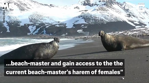 These two Elephant Seals butted in heads in an epic clash caught on camera in the Atlantic Ocean | Metro