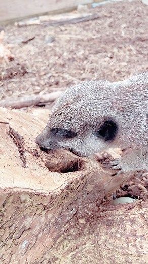 Meerkat Manor 😍 | Animal Farm Adventure Park