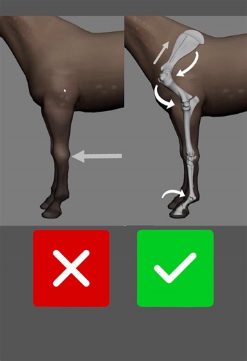 Message for entire free lesson “Quadruped Anatomy for Animators” #animation #horse #3D