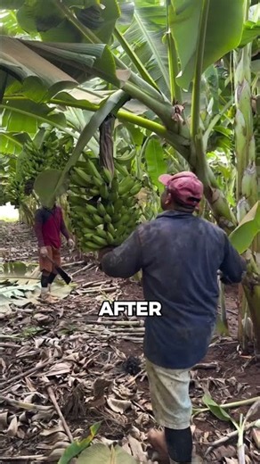 Why Farmers Cut Down Banana Plants After Harvesting