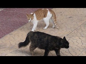 Top Epic Cat Fights of 2024 - part 2